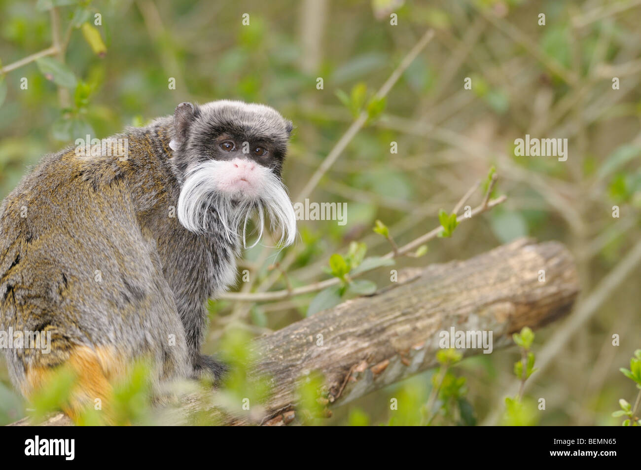 Emperor Tamarin Saguinus imperator Captive Stock Photo