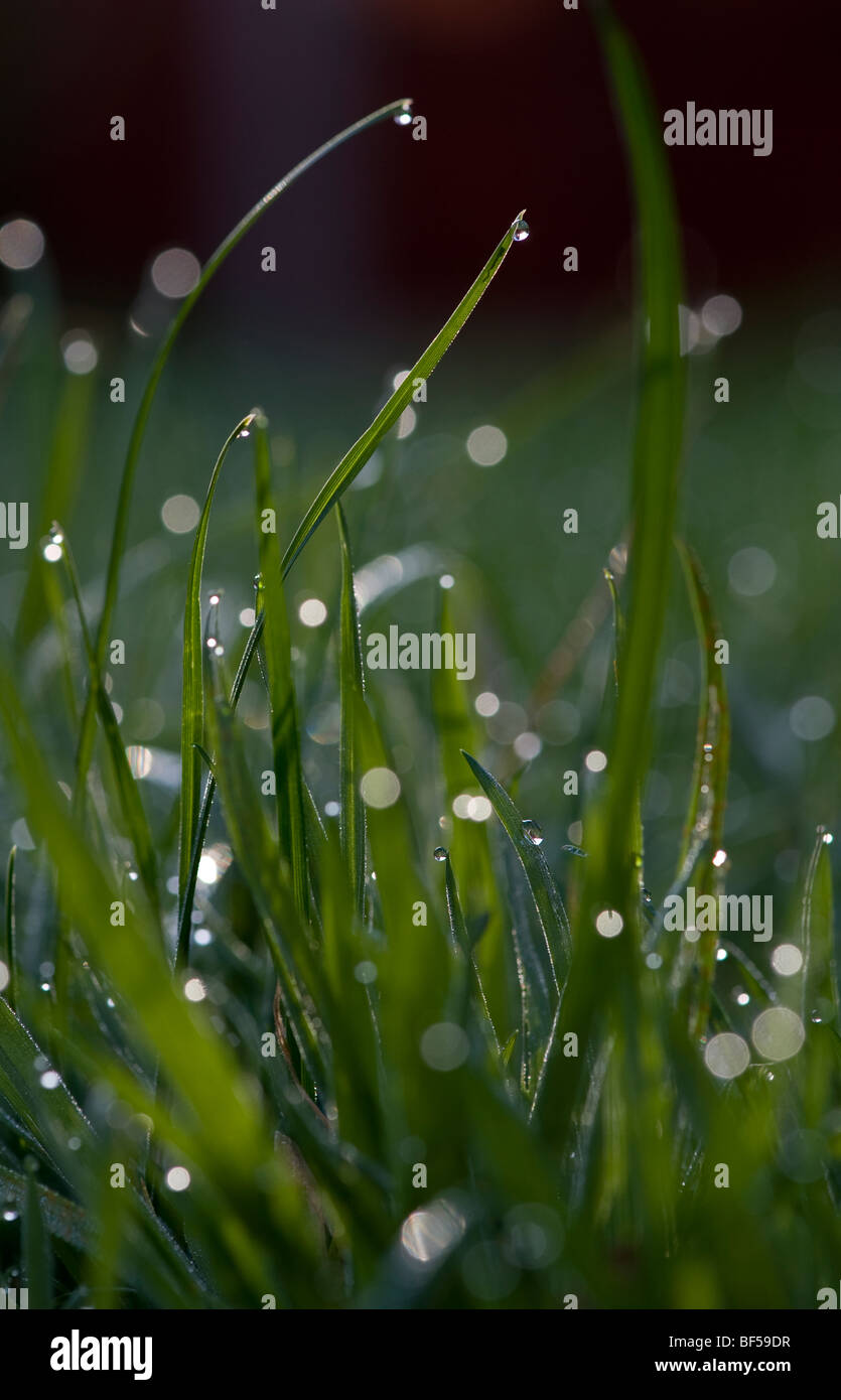 Early morning dew catches the first rays of light looking like natures own street lighting in the undergrowth of a garden Stock Photo