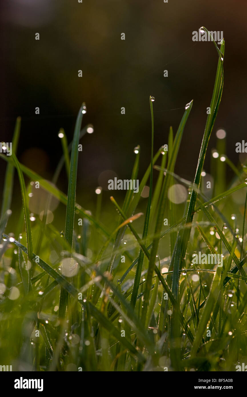 Early morning dew catches the first rays of light looking like natures own street lighting in the undergrowth of a garden Stock Photo