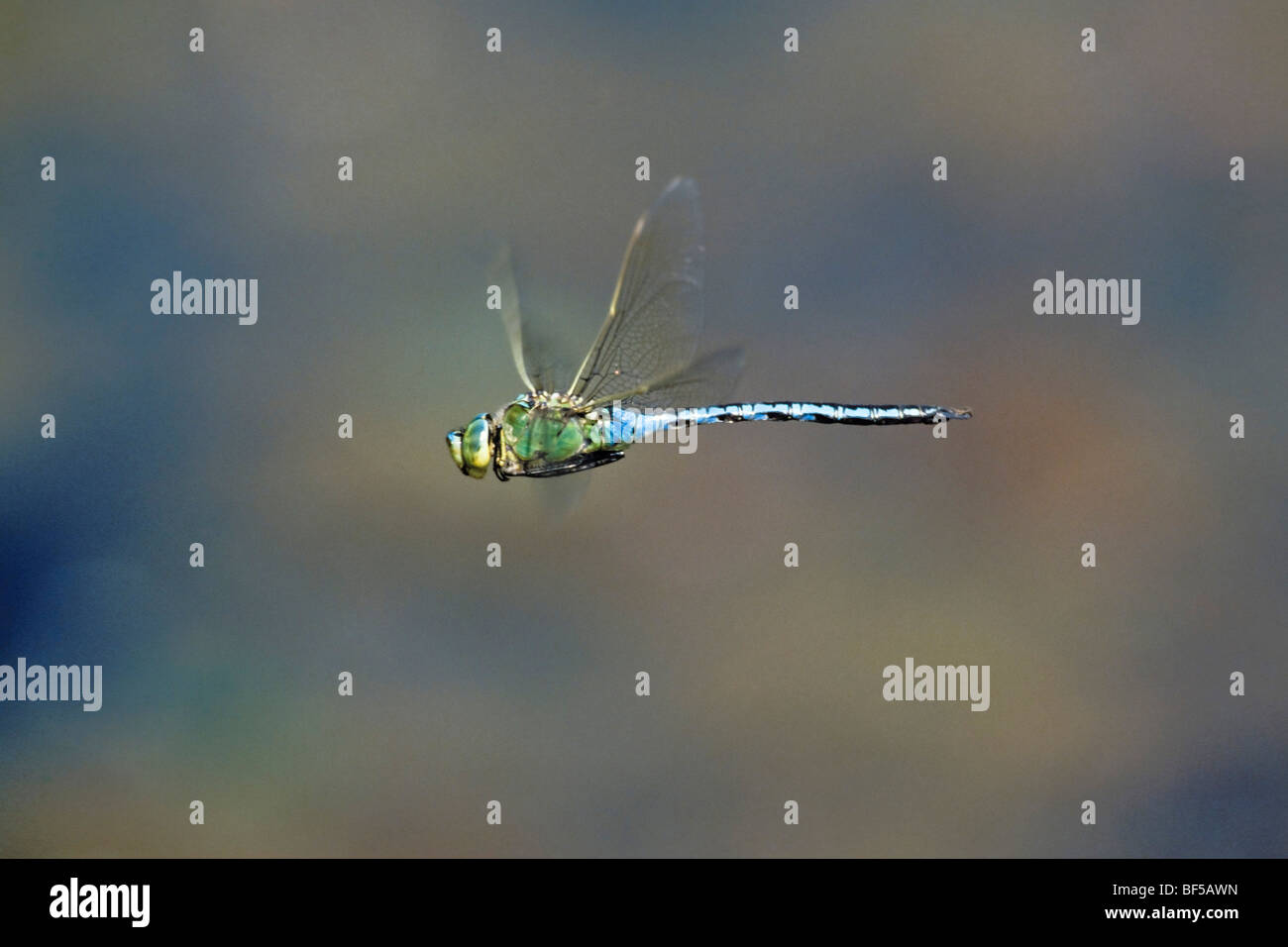 Dragonfly (Anax imperator) flying Stock Photo