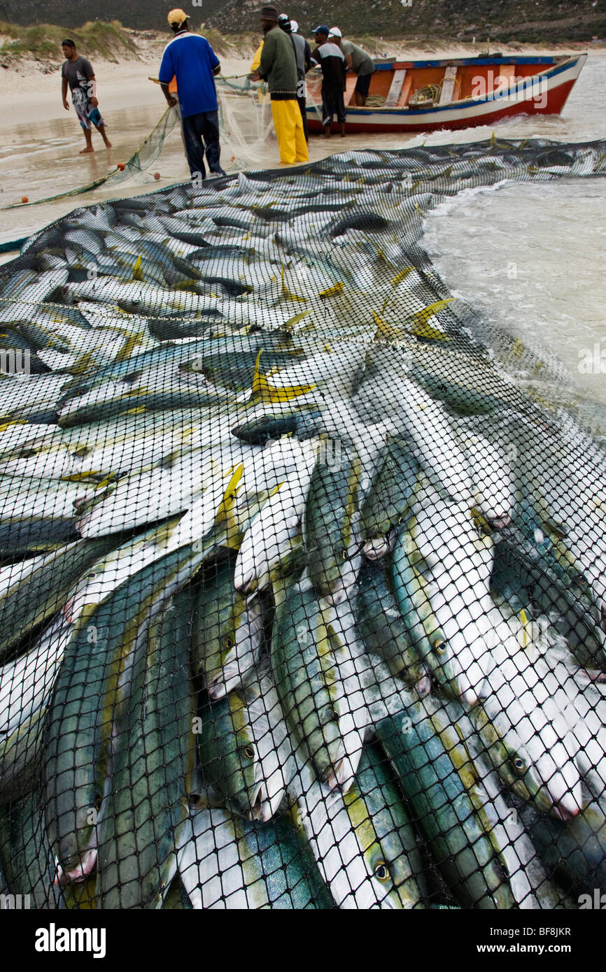 Fishing net full of fish with boat in the backgound. Cape Town. South Africa Stock Photo