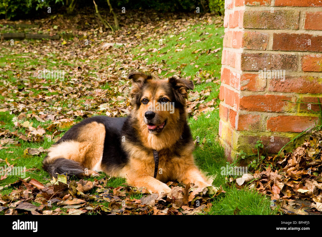 A German Shepard/Alsation dog sits in the Autumn leaves. Stock Photo