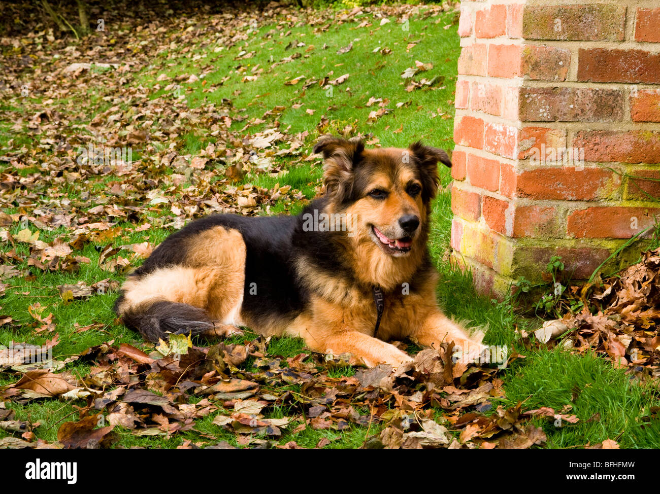 A German Shepard/Alsation dog sits in the Autumn leaves. Stock Photo