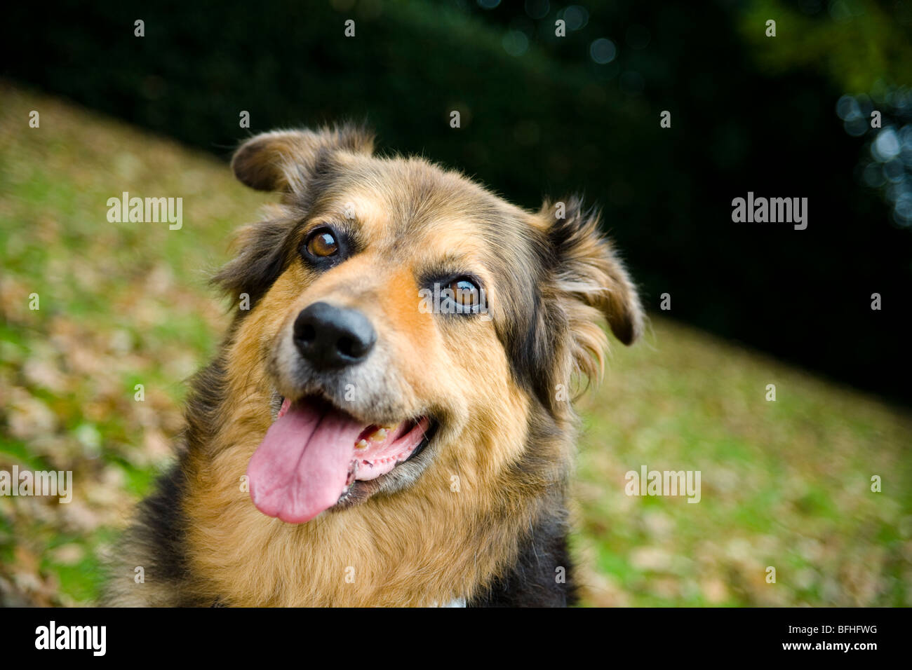 A German Shepard/Alsation dog sits in the Autumn leaves. Stock Photo