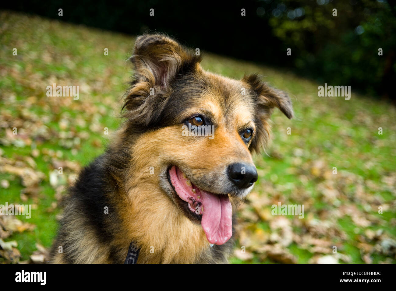 A German Shepard/Alsation dog sits in the Autumn leaves. Stock Photo