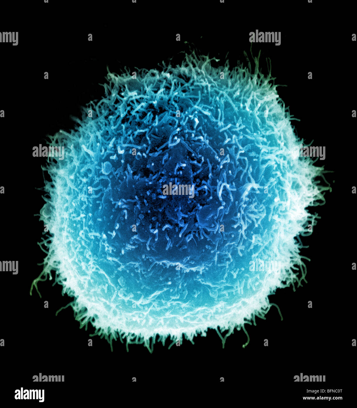 Scanning electron microscope (SEM) image of a human macrophage Stock Photo