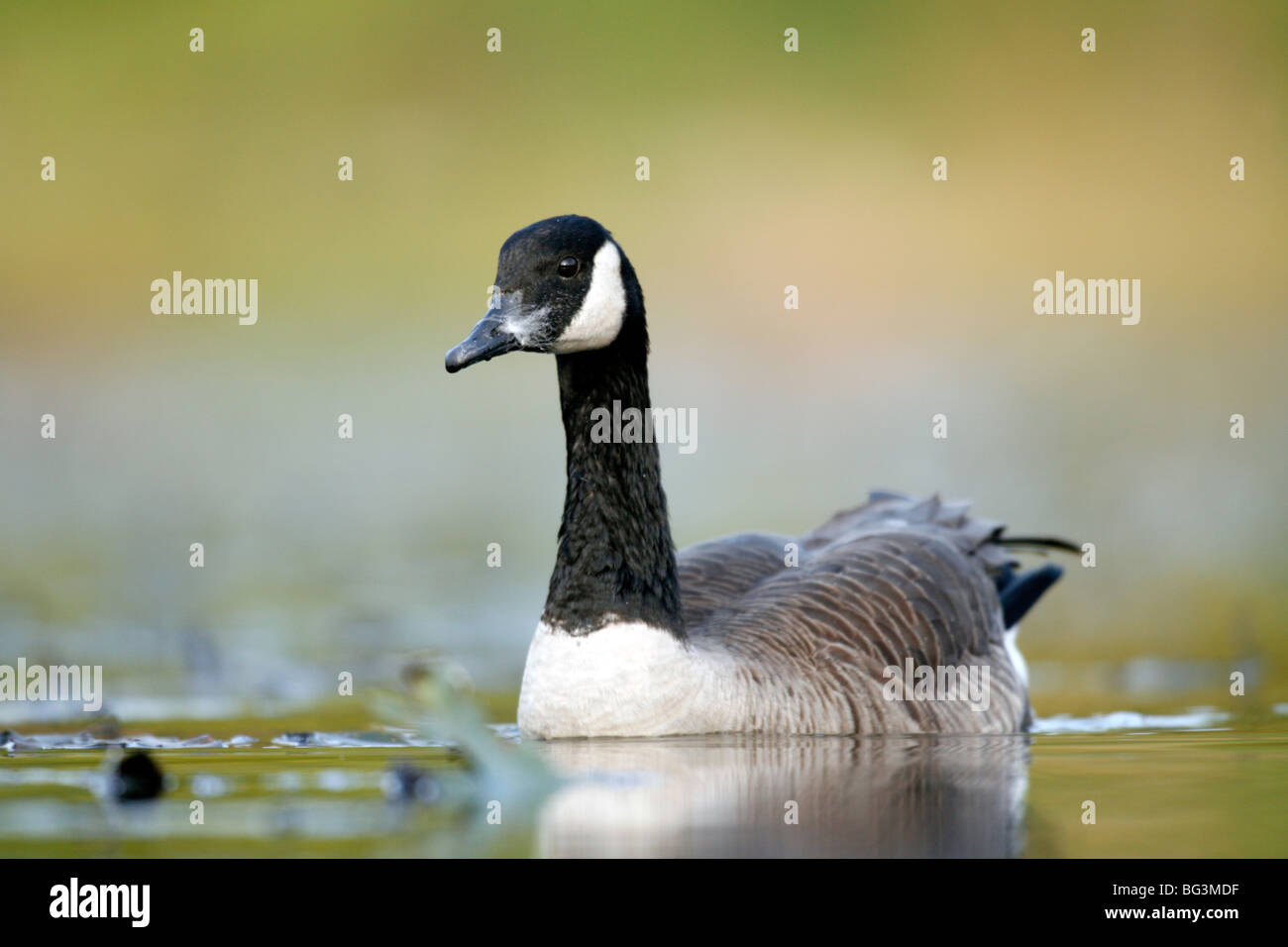 Canada Goose Stock Photo