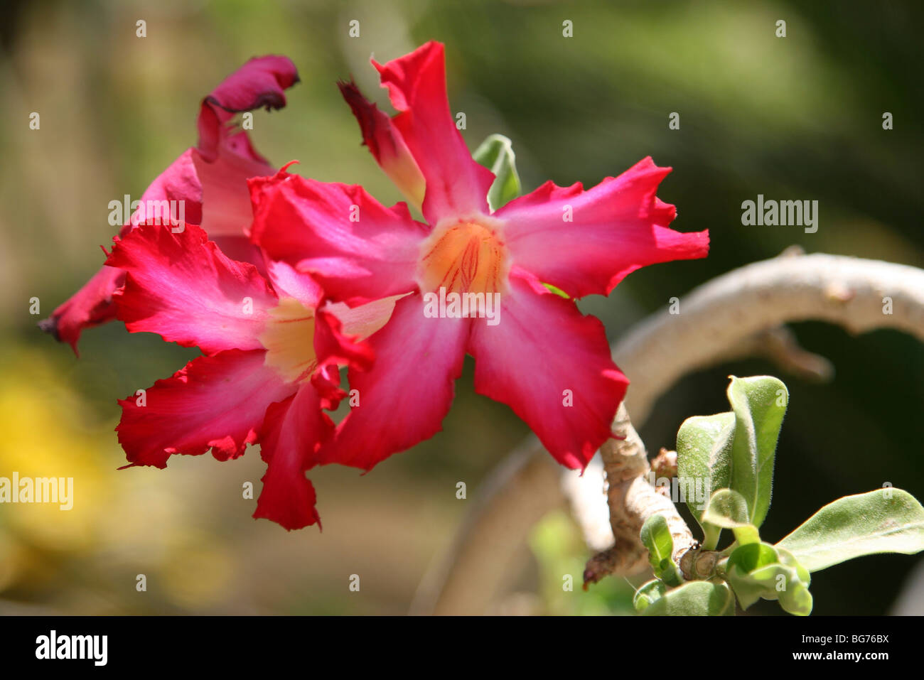 Red lily Stock Photo