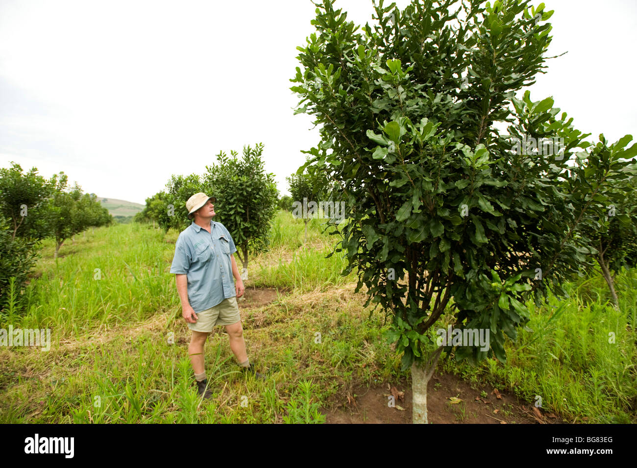 Macadamia nut farmer with his trees. South of Durban, South Africa Stock Photo