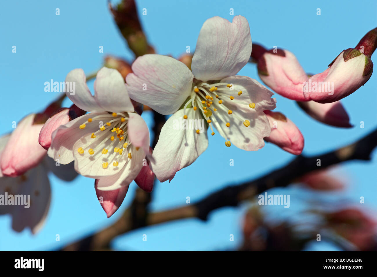 Prunus x yedoensis, cherry blossom in spring Stock Photo