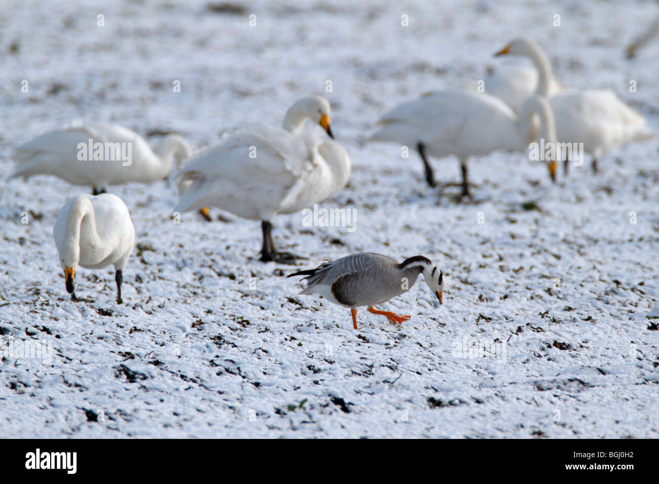 Bar headed goose Anser indicus feeding in snow Stock Photo