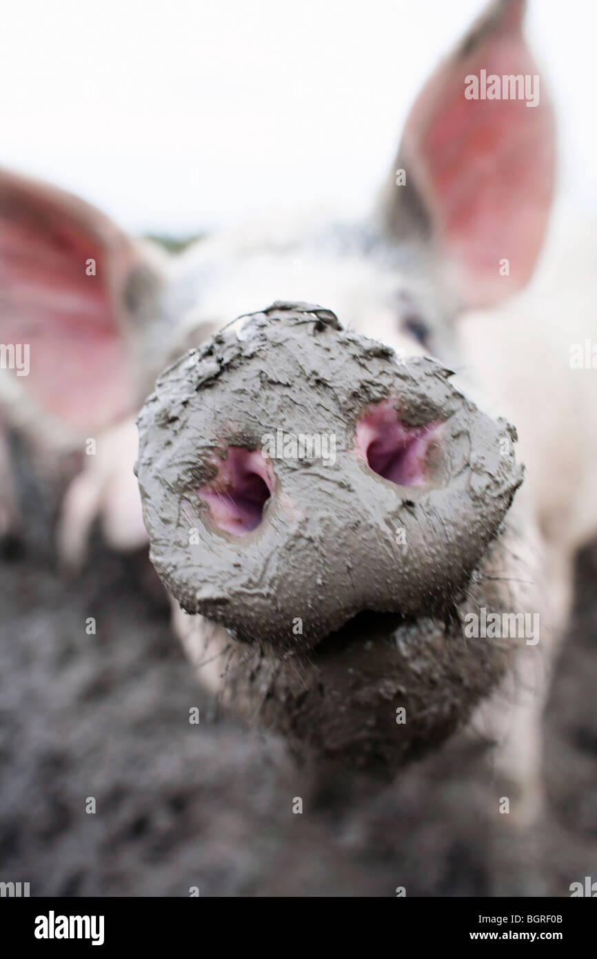 A snout, close-up, Sweden. Stock Photo