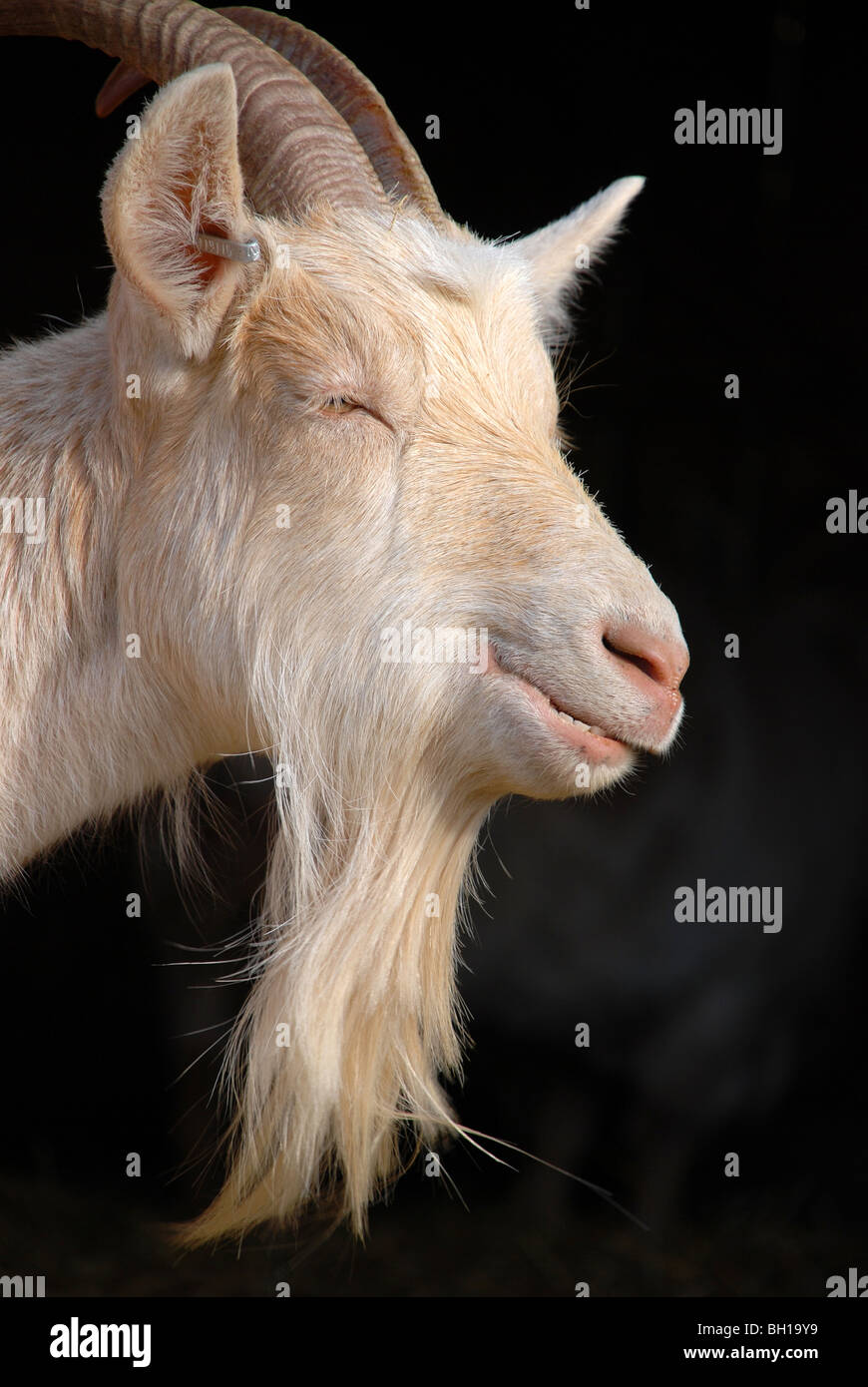 Goat in profile Stock Photo