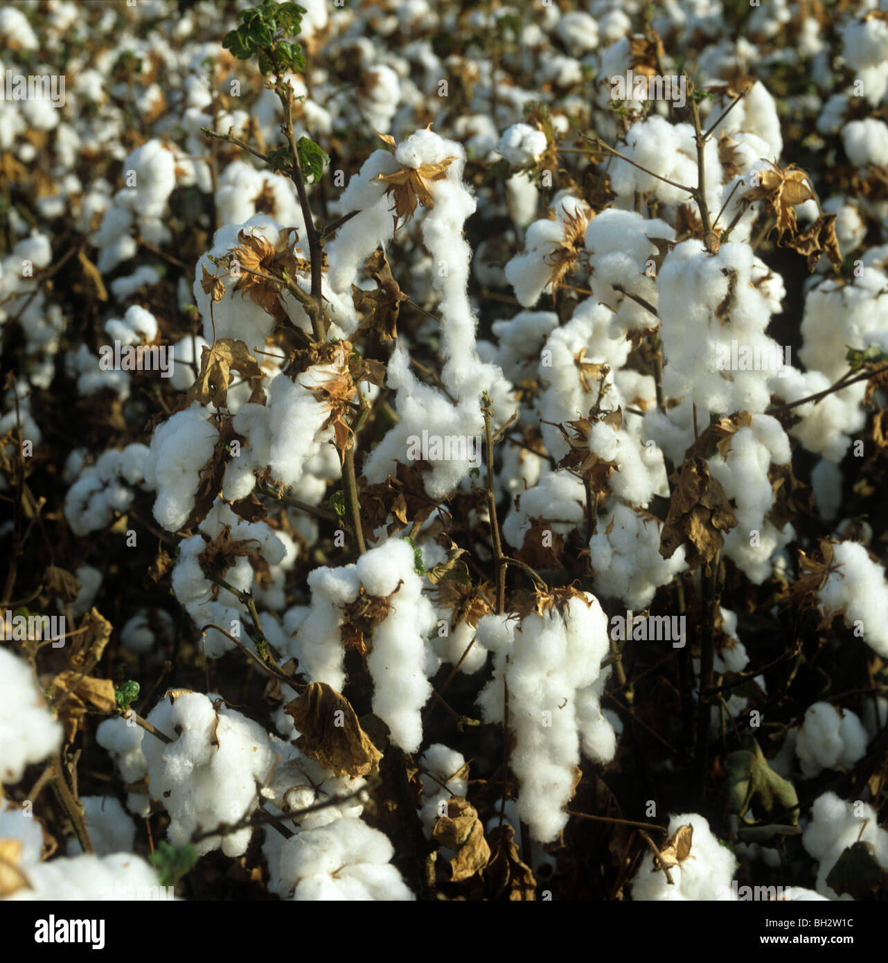 Cotton crop in open white boll, California, USA Stock Photo