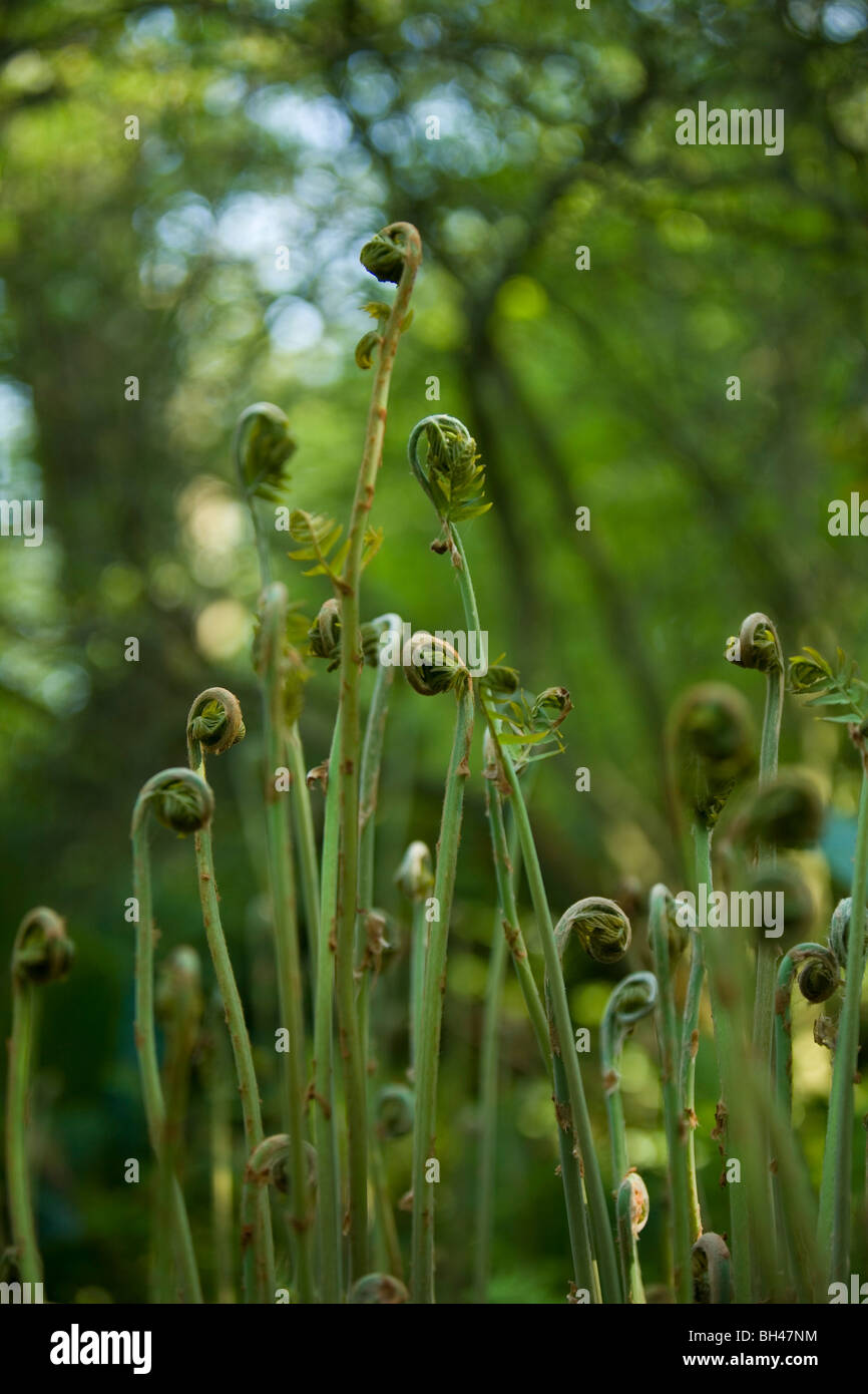 Ferns at Fairhaven woodland in spring. Stock Photo