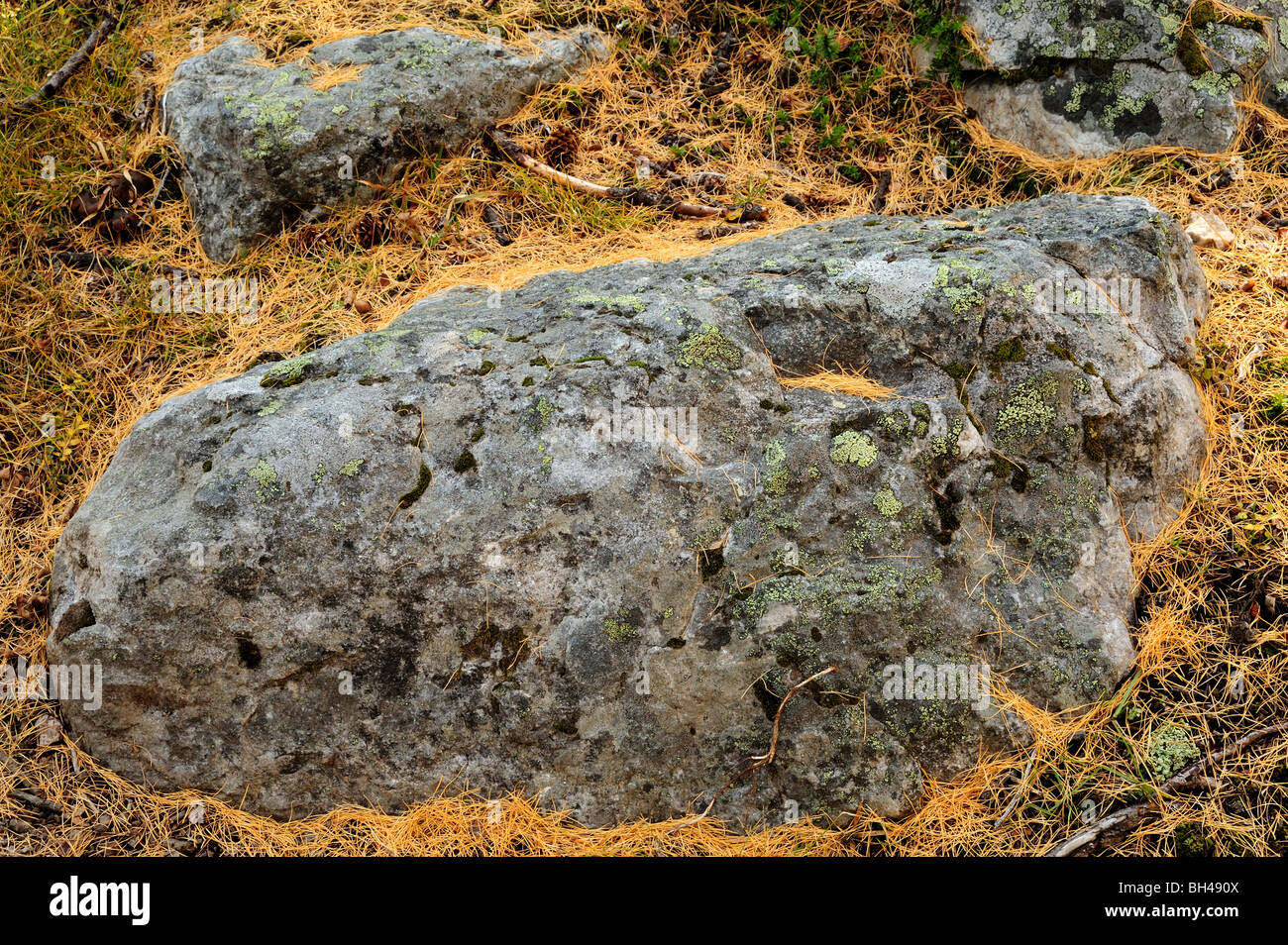 Rock outcrops with fallen larch needles, Western larch (Larix occidentalis), Yoho National Park, BC, Canada Stock Photo