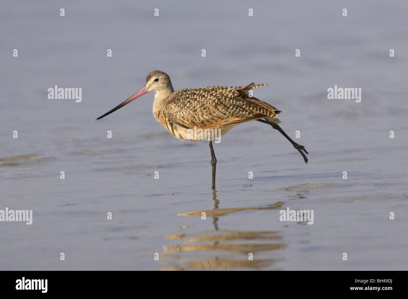 Marbled godwit (Limosa fedoa) stretching at Fort de Soto. Stock Photo