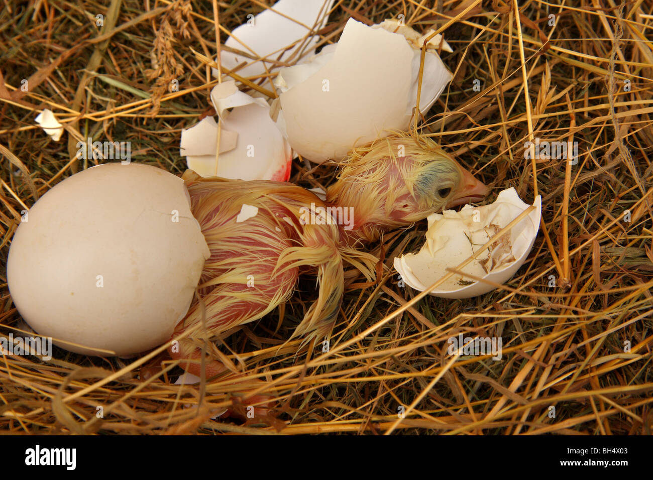 Chicken egg hatching on a nest of straw. Stock Photo