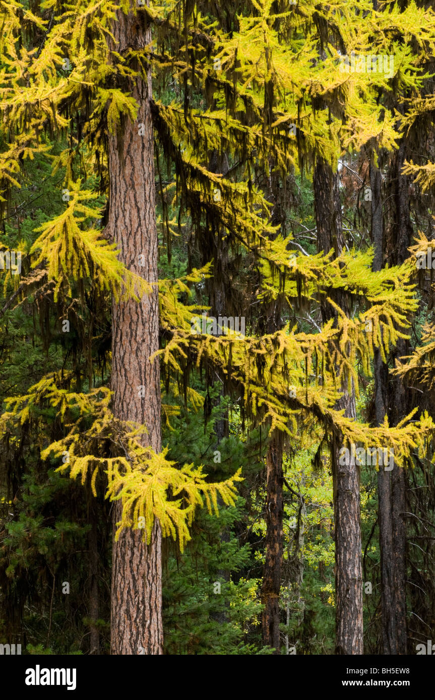 Tamaracks(Western Larch) in full fall color Stock Photo