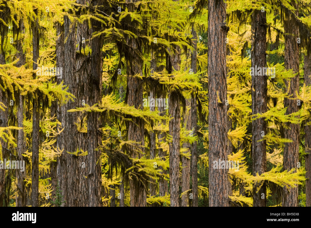 Tamaracks(Western Larch) in full fall color Stock Photo