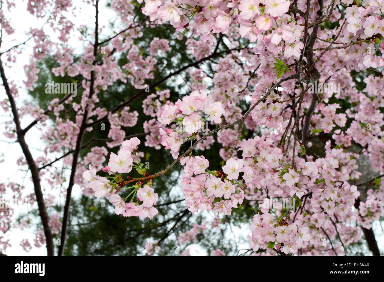 Yoshino Cherry blossoms (Prunus x yedoensis) Stock Photo