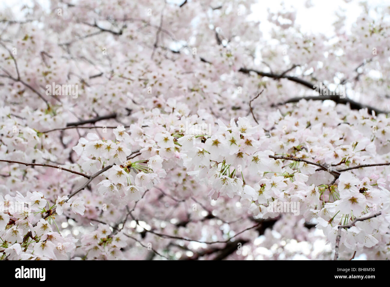 Yoshino Cherry blossoms (Prunus x yedoensis) Stock Photo