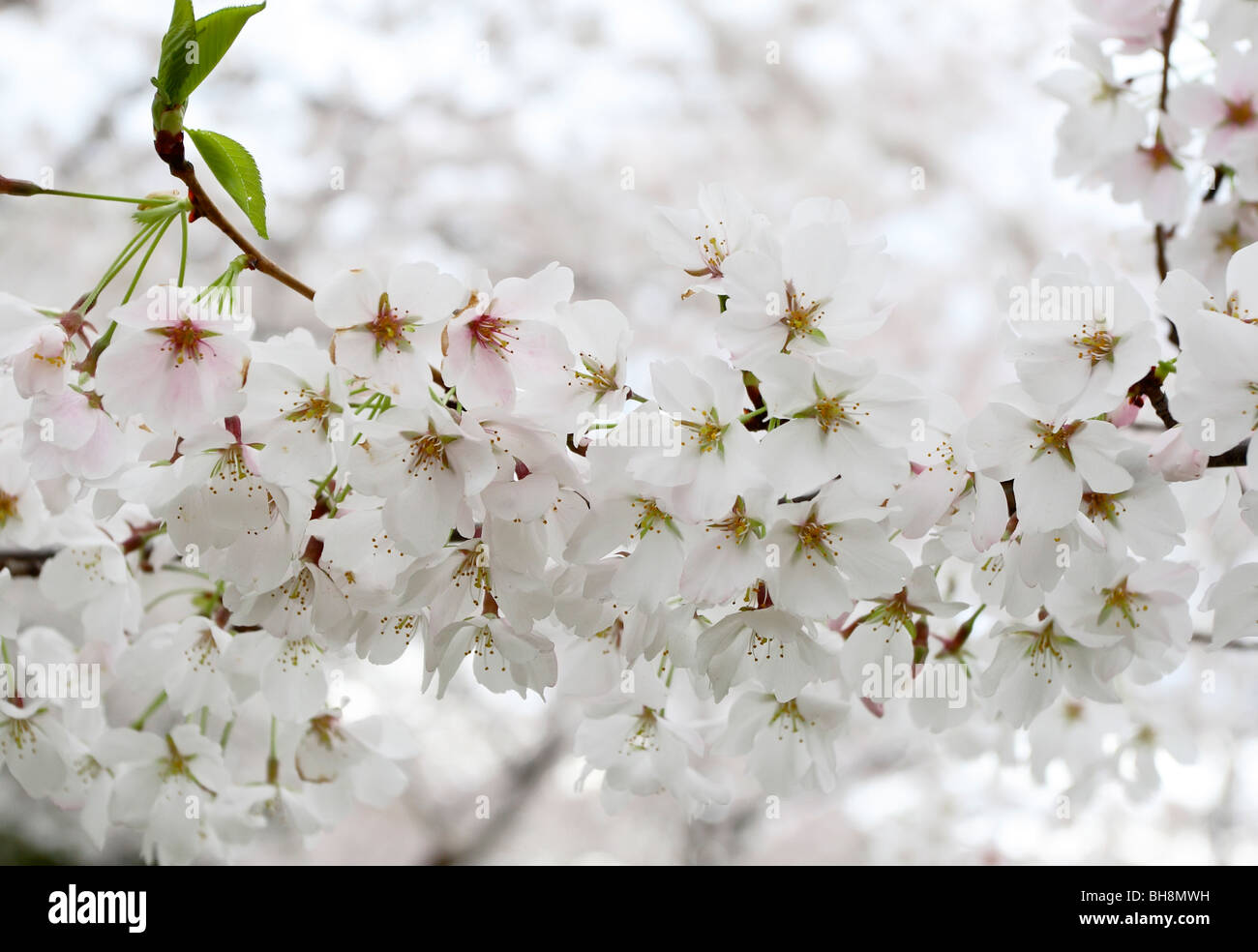 Yoshino Cherry blossoms (Prunus x yedoensis) Stock Photo