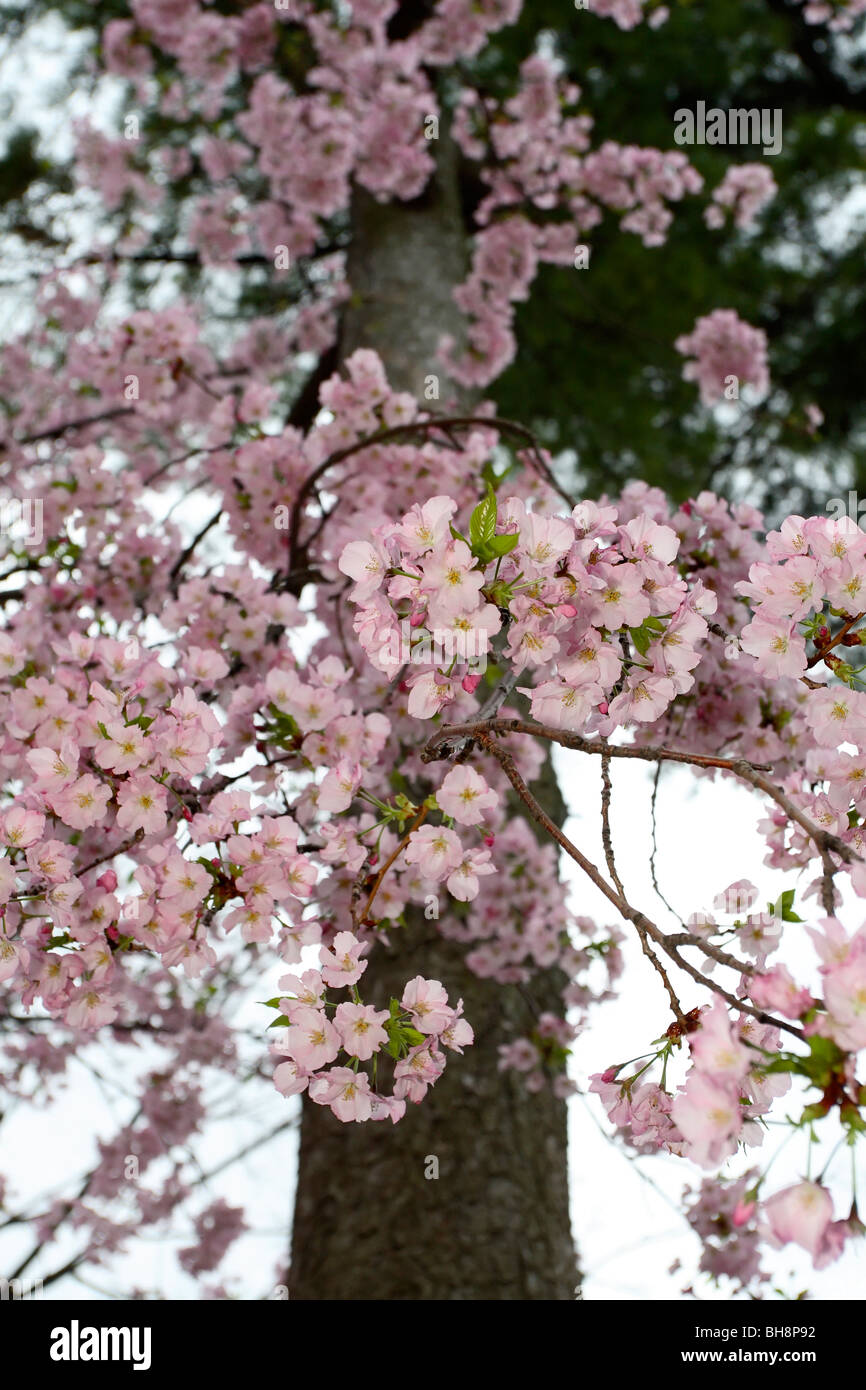 Yoshino Cherry blossoms (Prunus x yedoensis) Stock Photo