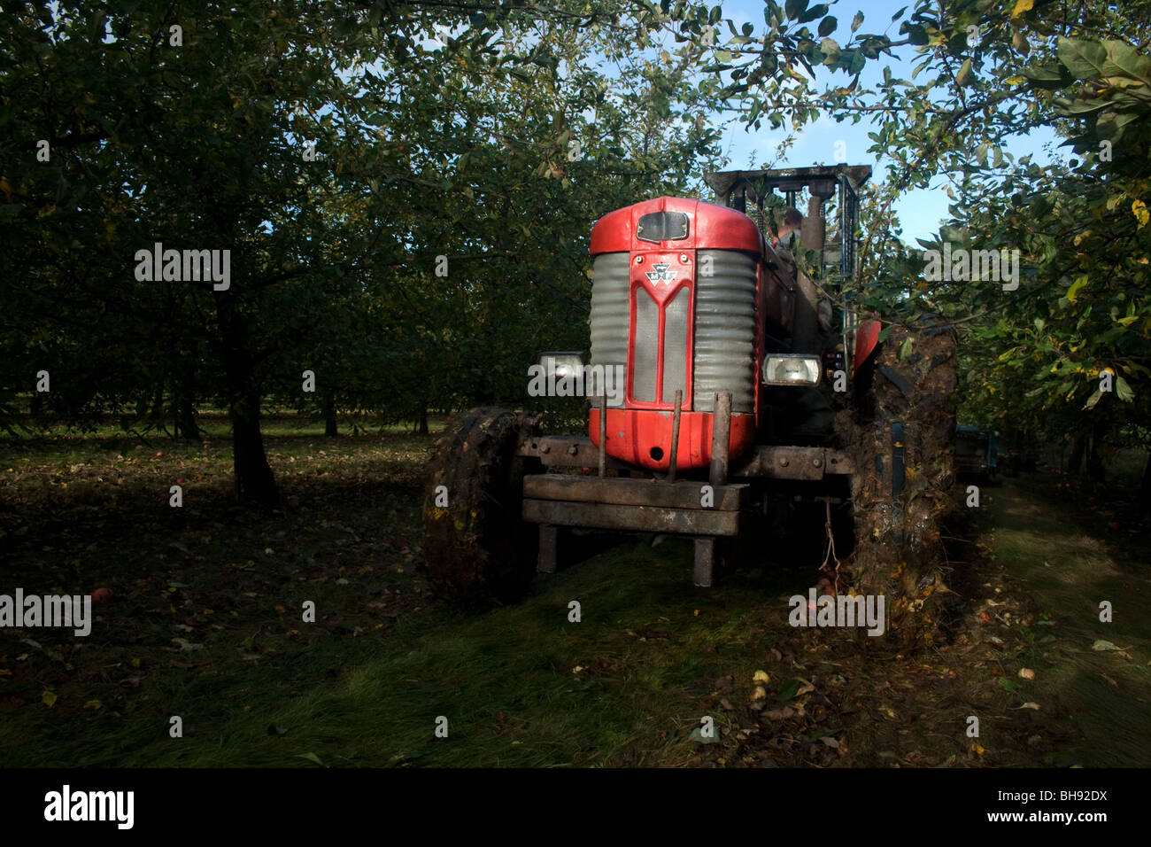 Cider apples being loaded into the back of a tractor Stock Photo