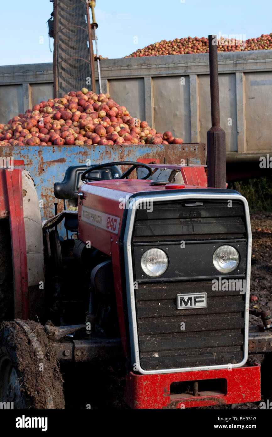 Cider apples loaded into the back of a tractor Stock Photo