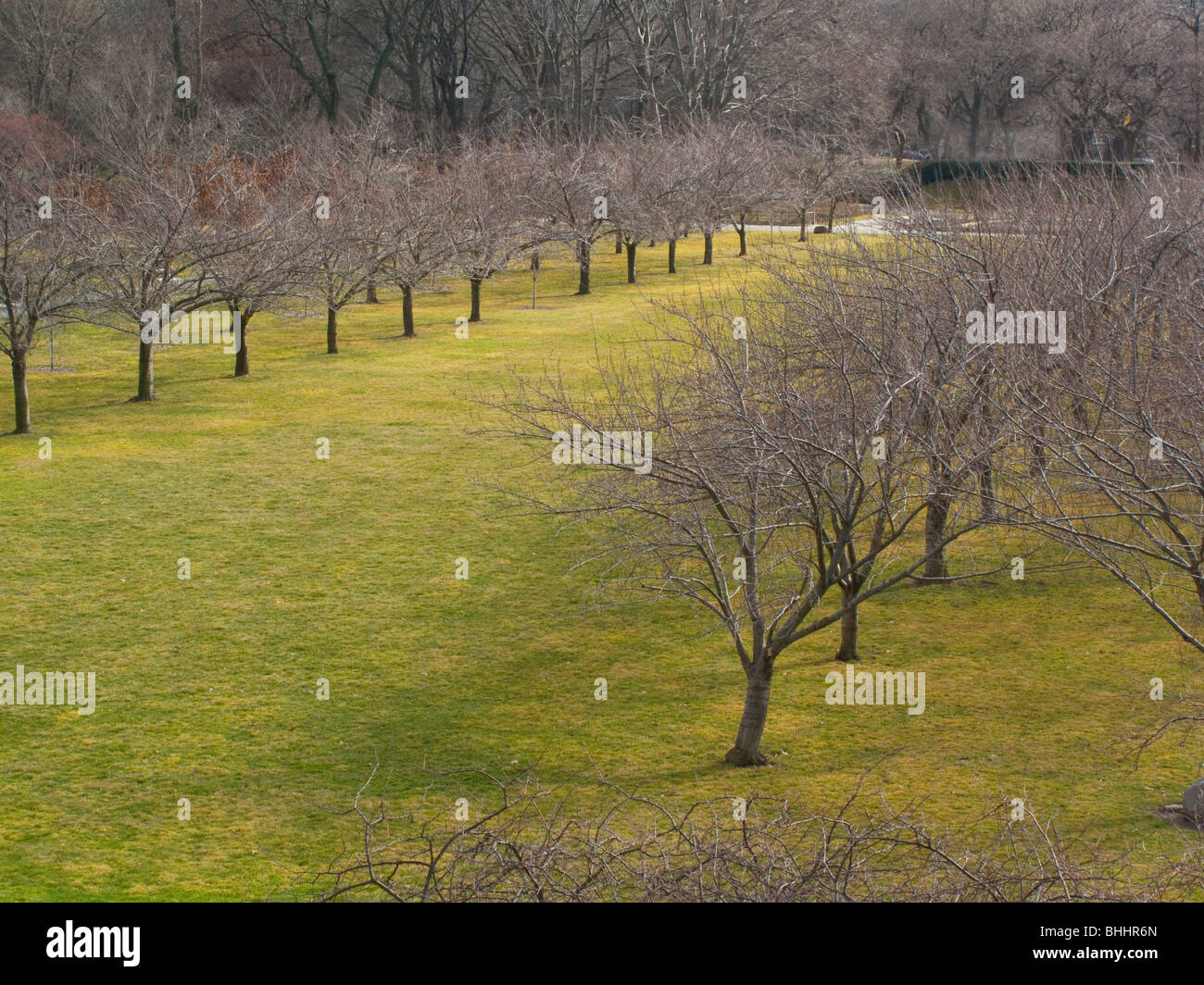 Cherry trees Garden Brooklyn NY Stock Photo