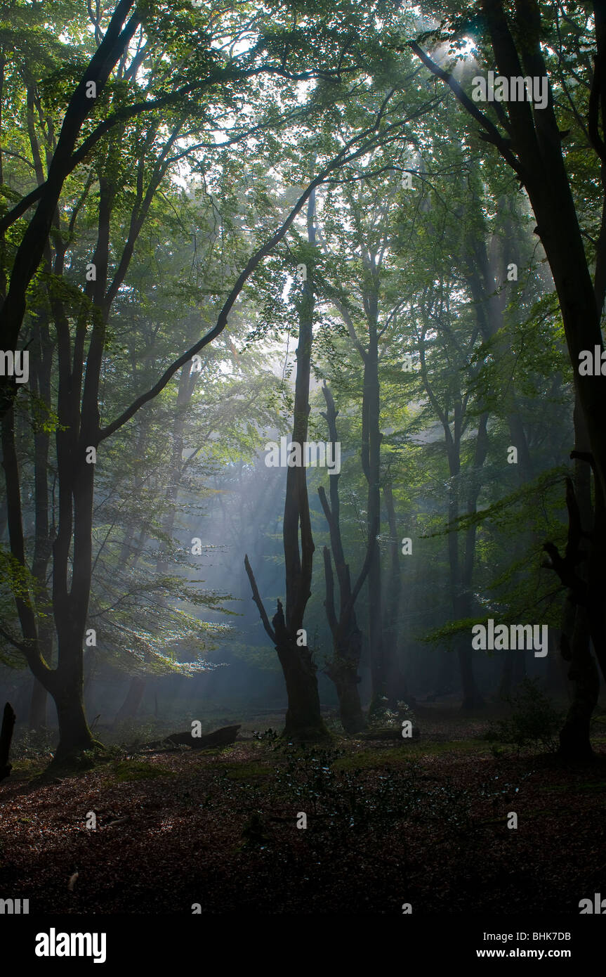 New Forest England Stock Photo