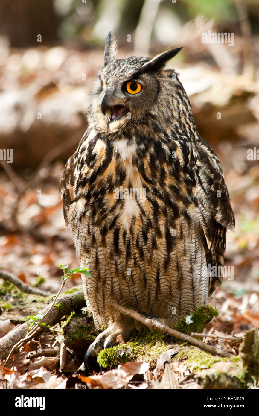 Eurasian Eagle-owl (Bubo bubo) Stock Photo