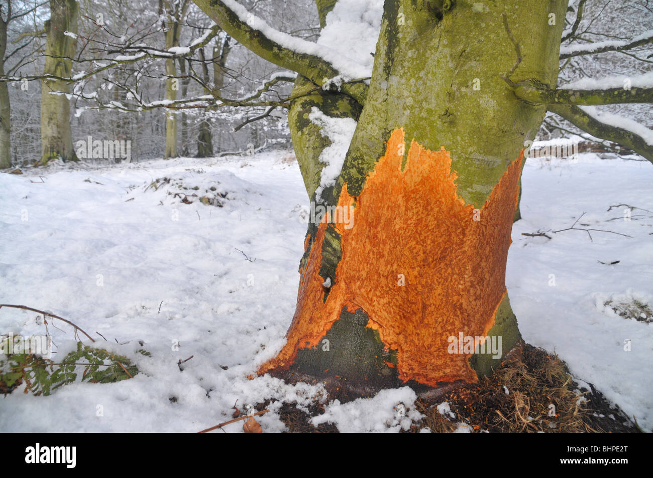 An example of beech trees being destroyed by wild deer as they gnaw away at the bark leading to the eventual death of the tree. Stock Photo