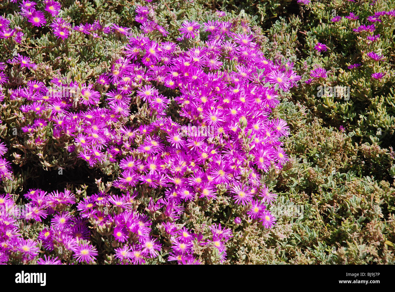 Pretty flowers on Saint Helena Island Stock Photo