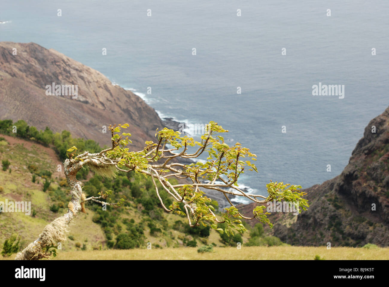 Windswept tree on Saint Helena Stock Photo