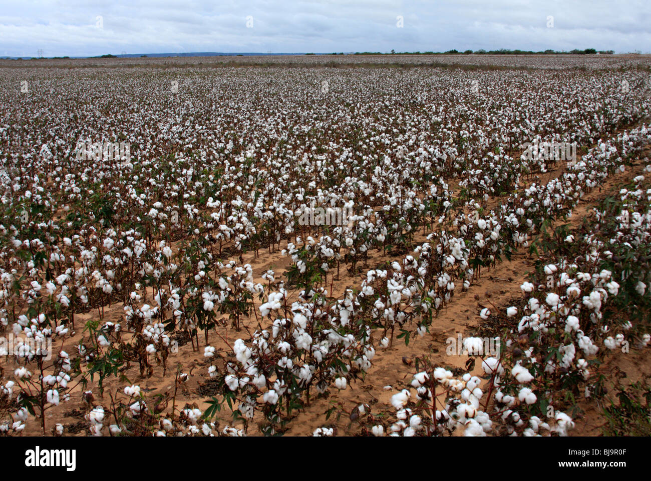 Cotton field, Texas Stock Photo