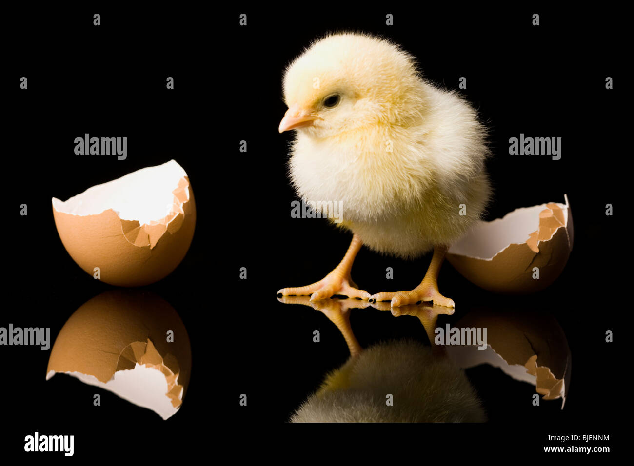 chick hatching from an egg Stock Photo