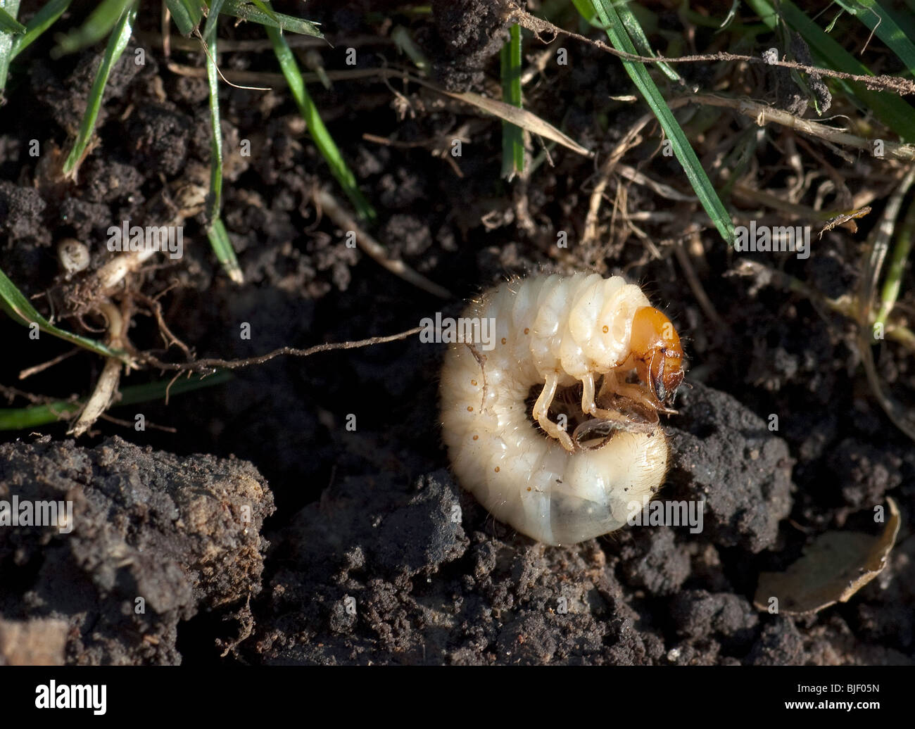 Lawn Grub (Melolontha vulgaris) Stock Photo