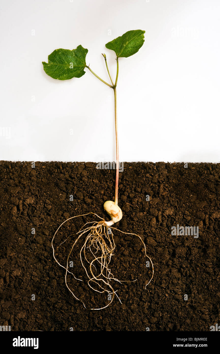 runner bean seedling showing legume seed, shoots, leaves and roots which are below ground level in compost Stock Photo