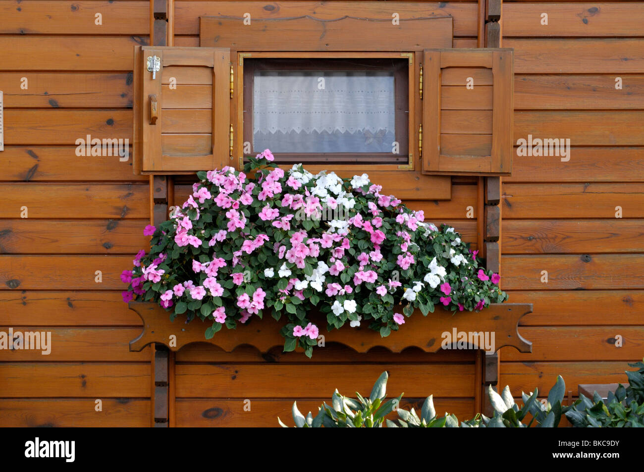 Buzy Lizzies (Impatiens walleriana) at a garden house Stock Photo