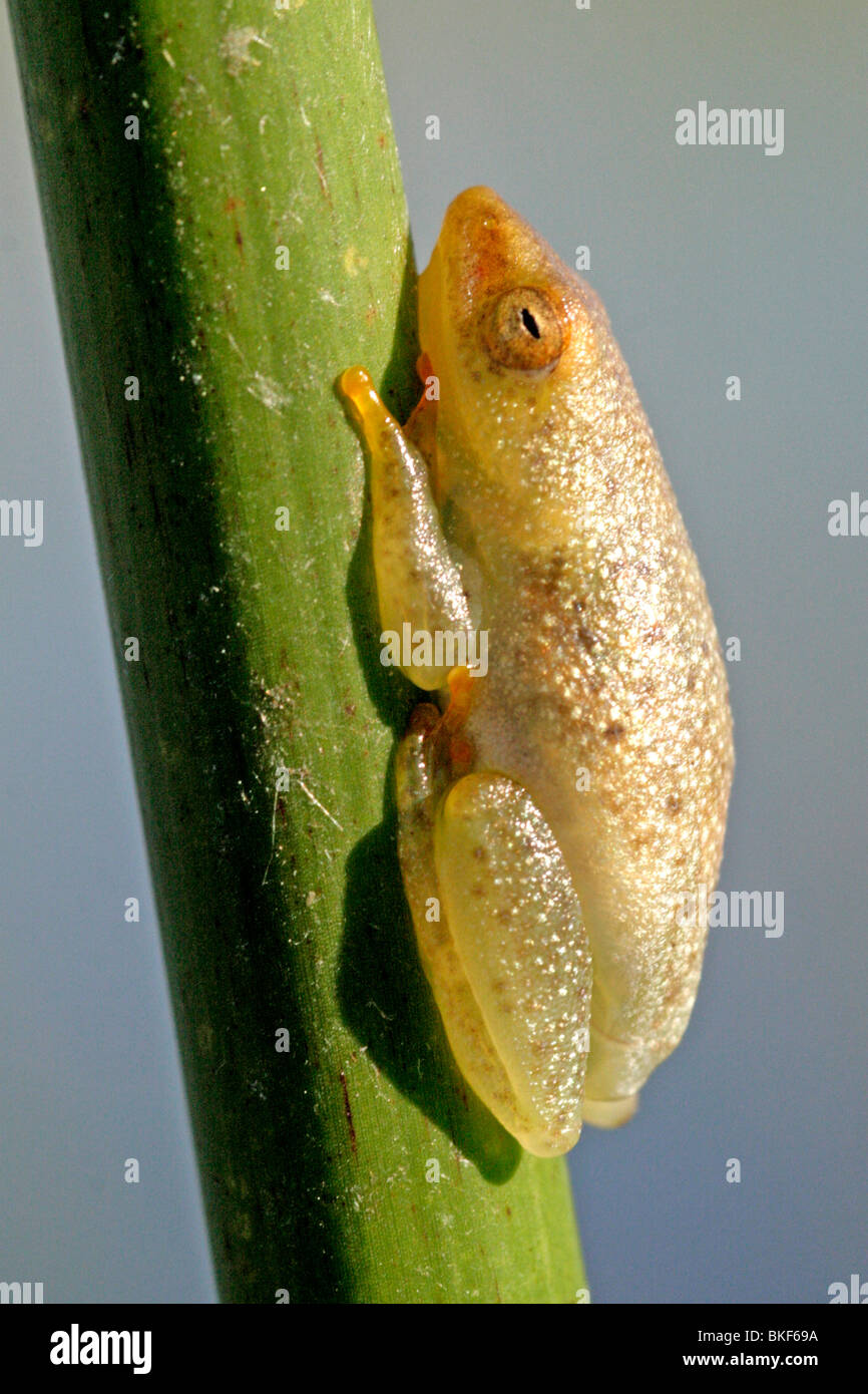 Painted Reed Frog Stock Photo