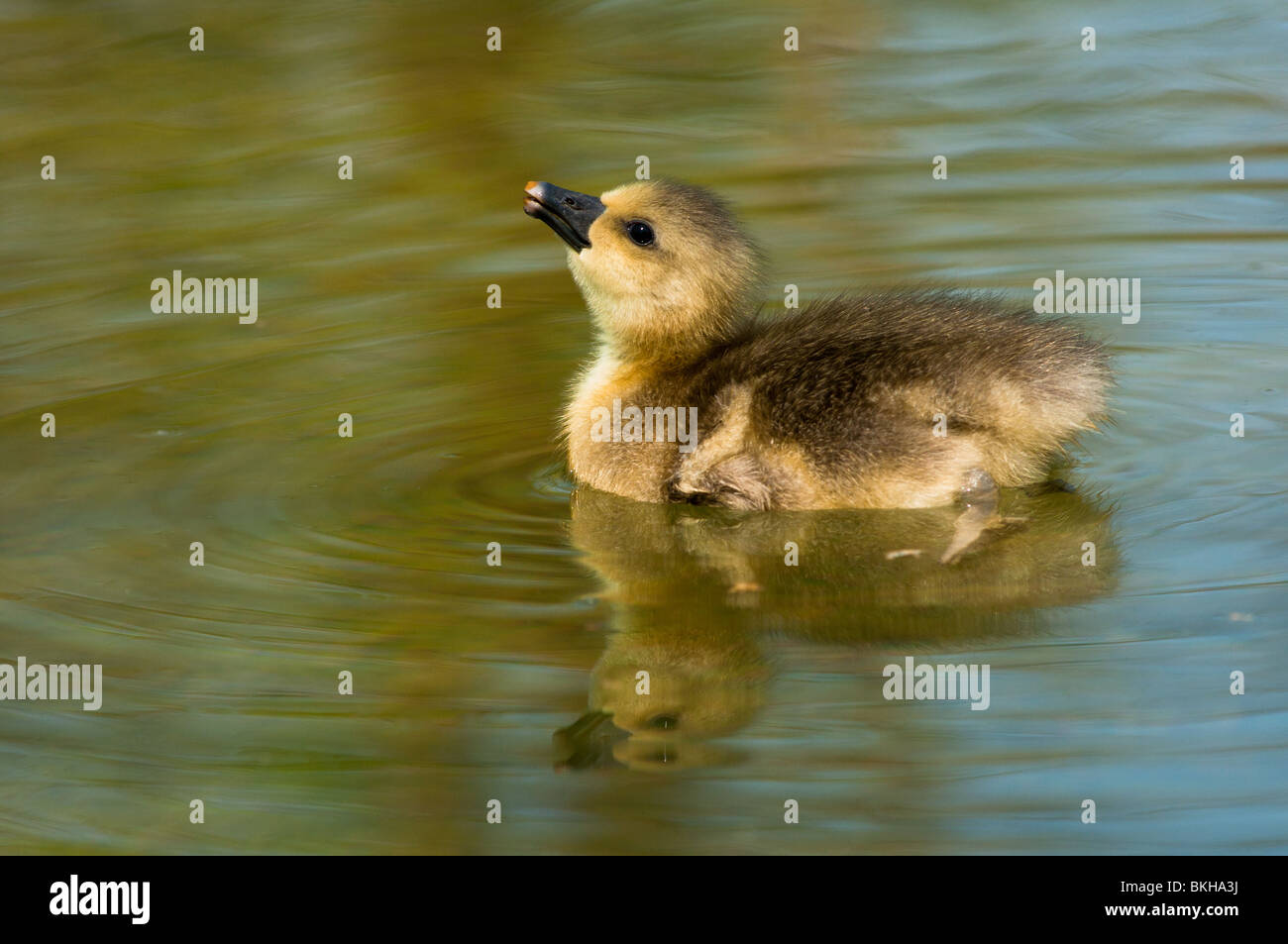 Baby Greylag goose Stock Photo