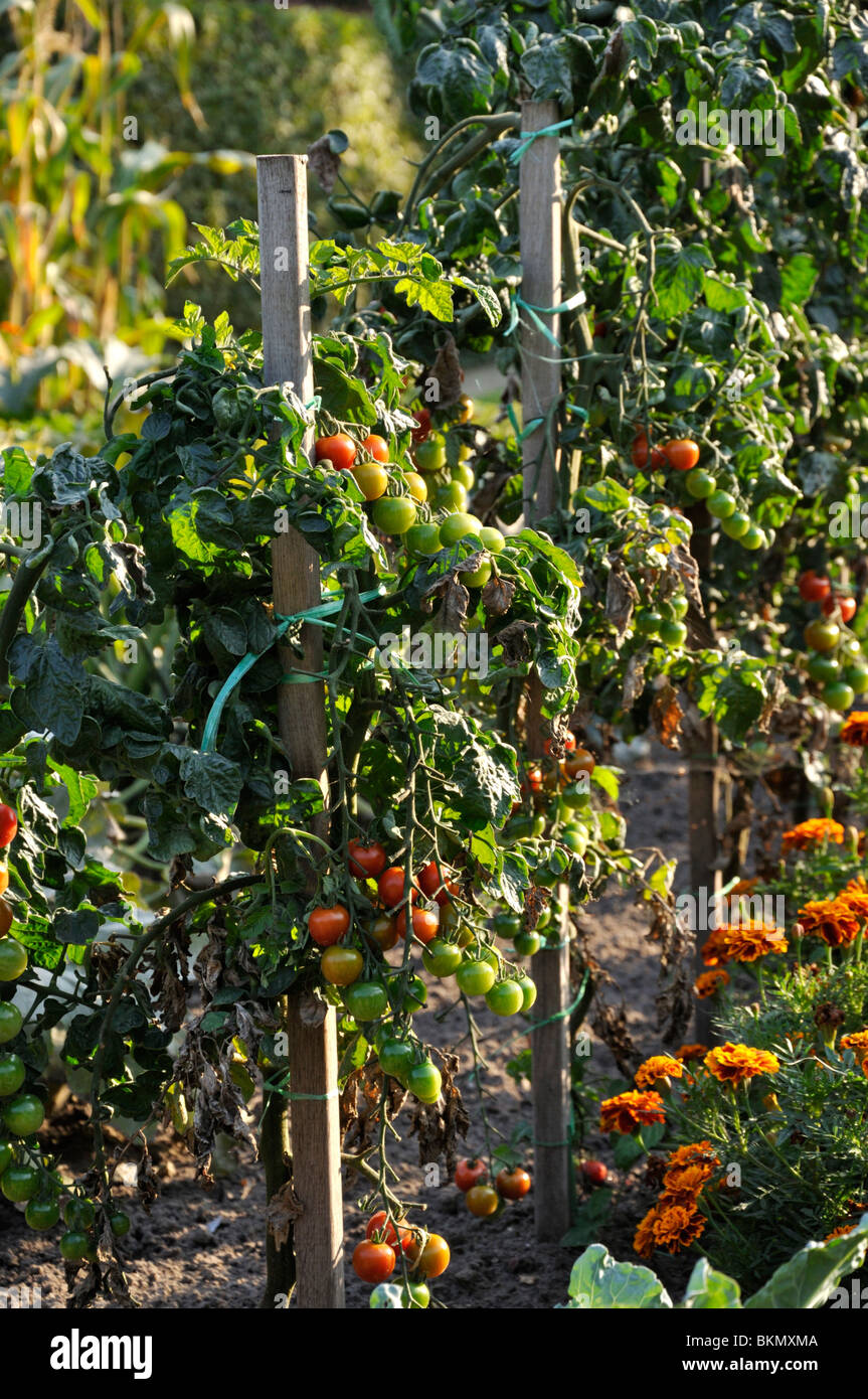 Tomato (Lycopersicon esculentum) Stock Photo