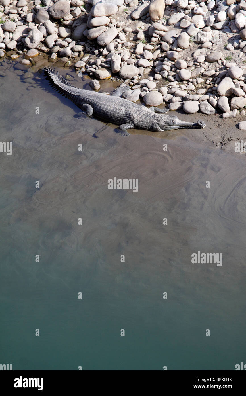 Indian Gharial Crocodile, Gavialis gangeticus, Corbett NP, India Stock Photo