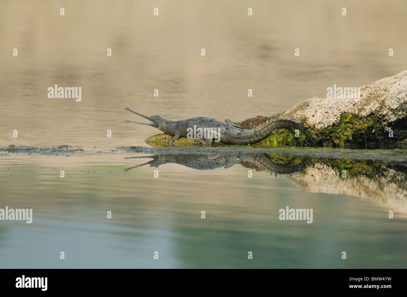 Gharial (Gavialis gangeticus), Chambal National Sanctuary, Madhya Pradesh, INDIA : Endangered Stock Photo