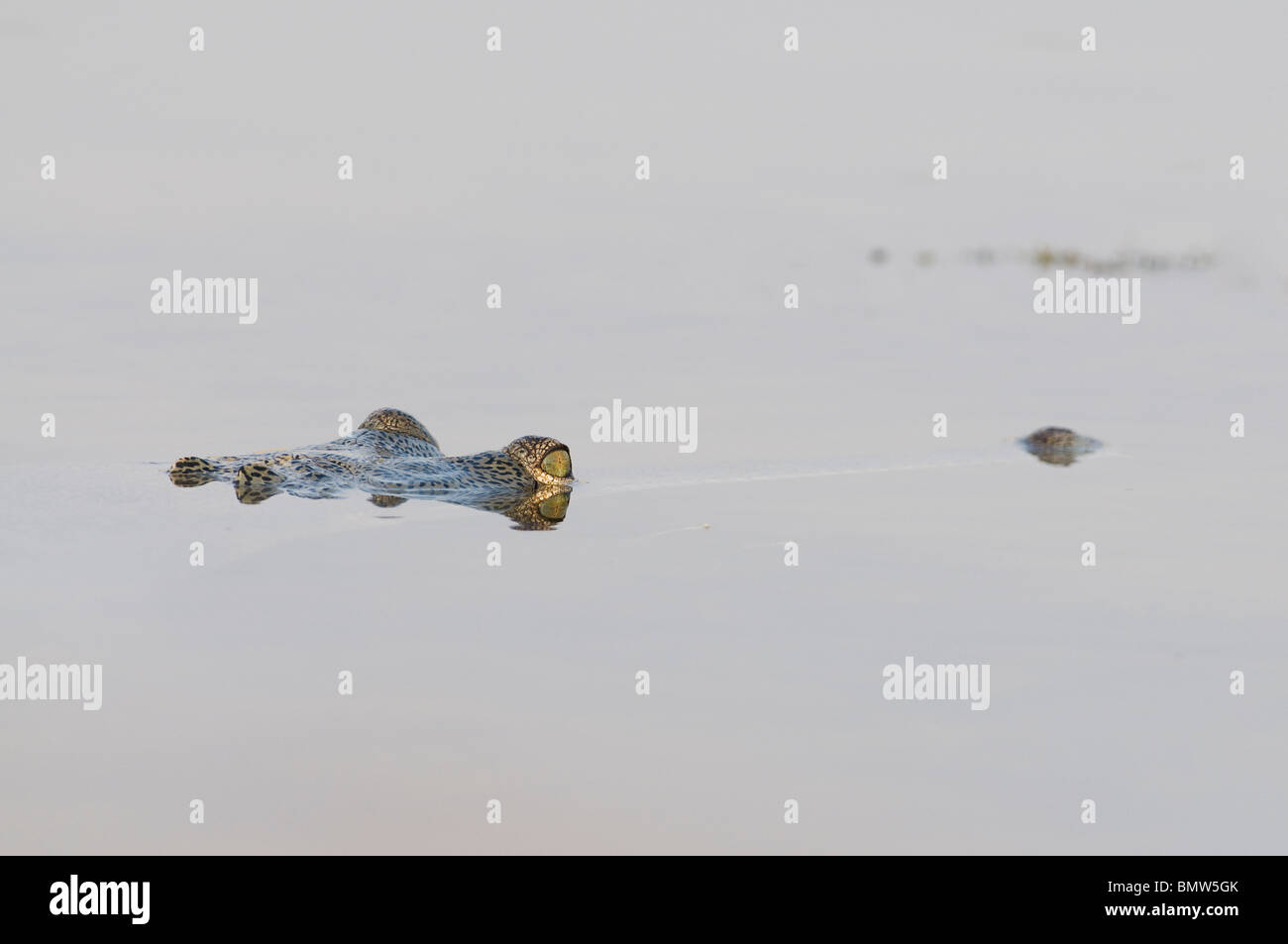 Gharial (Gavialis gangeticus), Chambal National Sanctuary, Madhya Pradesh, INDIA : Endangered Stock Photo