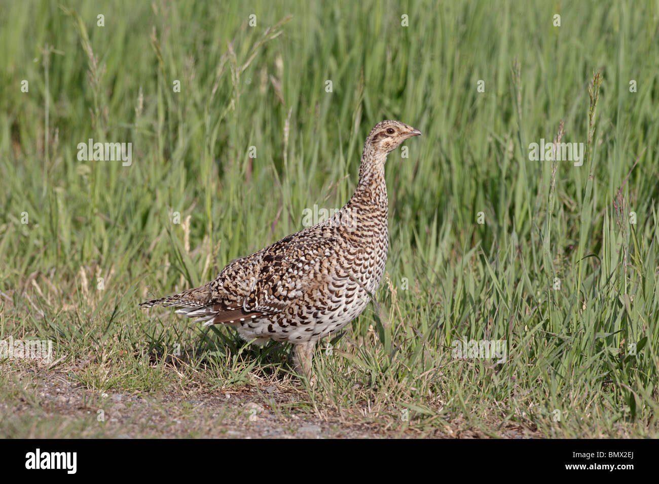 Female Sharp-tailed Grouse Stock Photo