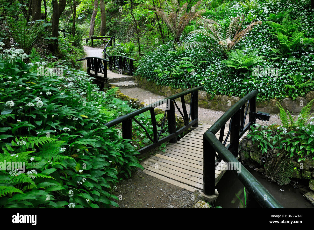 Profusion of wild garlic lining the walkways of Shanklin Chine, Isle of Wight, UK Stock Photo