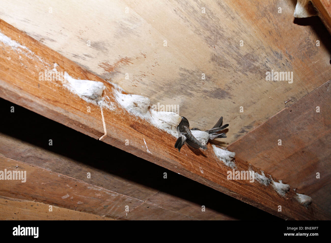 Swift nesting in a building. The nest is used for making bird nest soup. Stock Photo